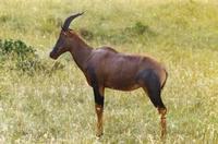 Image of: Damaliscus lunatus (topi)