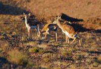 Image of: Gazella subgutturosa (goitered gazelle)