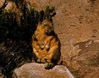 Image of: Lagidium viscacia (southern viscacha)