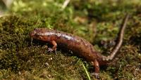 Image of: Desmognathus ochrophaeus (Allegheny mountain dusky salamander)