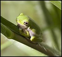 Image of: Hyla cinerea (green treefrog)