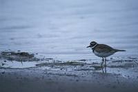 Charadrius vociferus - Killdeer