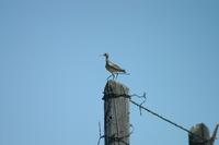 Image of: Bartramia longicauda (upland sandpiper)