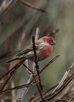 Image of: Carpodacus mexicanus (house finch)