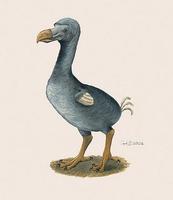 Image of: Raphus cucullatus (dodo)