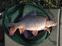 Cyprinus carpio - Common Carp