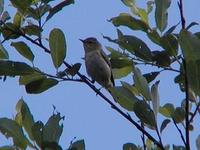 Image of: Vireo philadelphicus (Philadelphia vireo)