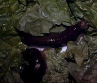 Image of: Arion