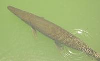 Image of: Atractosteus spatula (alligator gar)