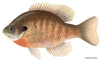 Image of: Lepomis macrochirus (bluegill)