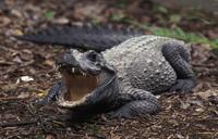 Image of: Osteolaemus tetraspis (African dwarf crocodile)