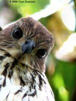 Spot-tailed Sparrowhawk - Accipiter trinotatus