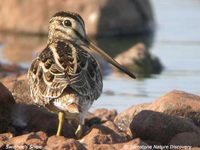 Swinhoe's Snipe - Gallinago megala