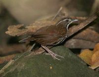 Striated Wren Babbler - Ptilocichla mindanensis