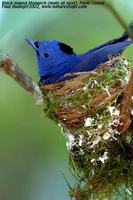 Black-naped Monarch - Hypothymis azurea