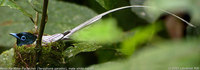 Asian Paradise-flycatcher - Terpsiphone paradisi