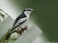 Pied Triller - Lalage nigra