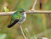 White-tailed Emerald (Elvira chionura) photo