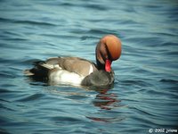 Red-crested Pochard - Netta rufina