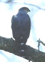 African Goshawk - Accipiter tachiro