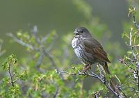 Fox Sparrow (Passerella iliaca) photo