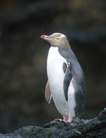 Yellow-eyed Penguin (Megadyptes antipodes) photo