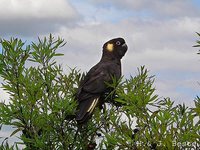 Yellow-tailed Black-Cockatoo - Calyptorhynchus funereus