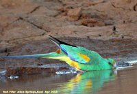 Mulga Parrot - Psephotus varius