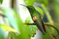 Stripe-tailed Hummingbird - Eupherusa eximia