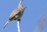 Northern Beardless-Tyrannulet - Camptostoma imberbe