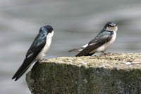 Mangrove Swallow - Tachycineta albilinea