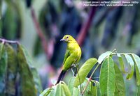 Lesser Green Leafbird - Chloropsis cyanopogon