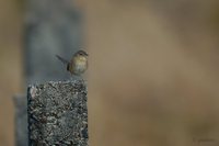 Striated Prinia - Prinia criniger