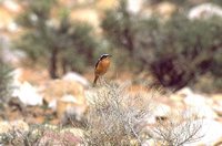 Moussier's Redstart - Phoenicurus moussieri