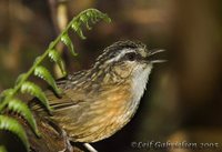 Mountain Wren-Babbler - Napothera crassa