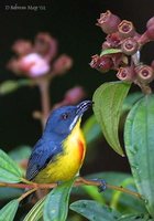 Crimson-breasted Flowerpecker - Prionochilus percussus