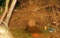 Vogelkop Bowerbird - Amblyornis inornatus