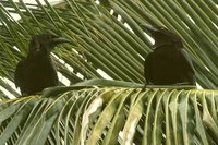 White-necked Crow - Corvus leucognaphalus