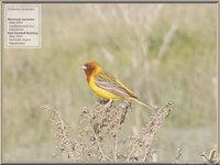 Red-headed Bunting - Emberiza bruniceps