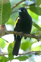 Golden-winged Cacique - Cacicus chrysopterus