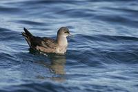 Short-tailed Shearwater (Puffinus tenuirostris)