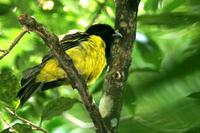 Hooded  berryeater   -   Capornis  cucullatus   -   Beccabacca  monaco