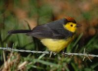 Collared Redstart  