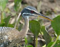 Sunbittern