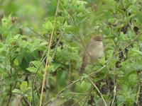 Singing Cisticola, near Lake Victoria, Uganda - Mar, 2006 © Nigel Hacking