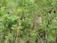 Singing Cisticola, near Lake Victoria, Uganda - Mar, 2006 © Nigel Hacking