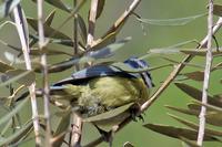 Nome comum - Chapim-azul(PT), Blue Tit (EN)