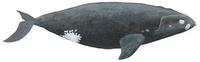 Südlicher Glattwal (Südkaper) (Eubalaena australis) Southern right whale