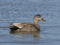 Gadwall         Anas strepera