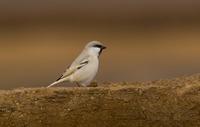 �rkenspurv / dessert sparrow (Passer simplex)